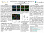 Notch3 Expression in Zebrafish with Inherited Degeneration vs. Inflicted Damage by Meghan Graeca