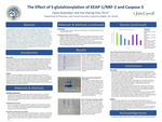 The Effect of S-glutahionylation of KEAP-1/NRF-2 and Caspase 3