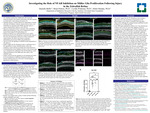 Investigating the Role of NF-kB Inhibition on Müller Glia Proliferation Following Injury in the Zebrafish Retina